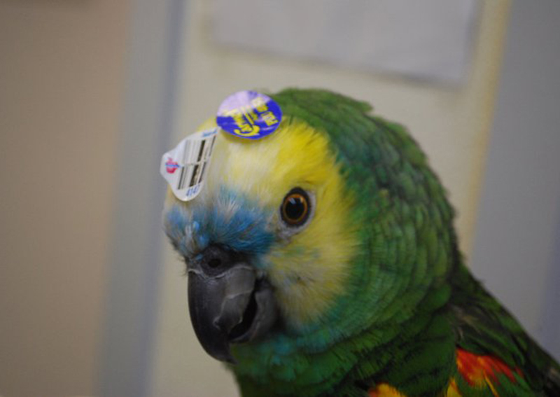 Carousel Slide 6: Lynbrook Avian Care